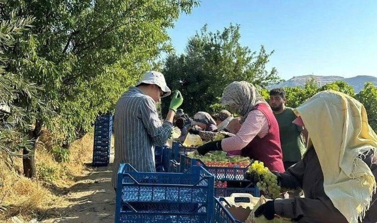 Manisa'da Superiol hasadı başladı: Tarlada kilosu 35 TL