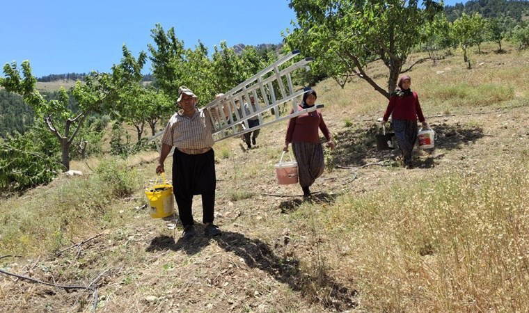 İklim değişikliği kiraz hasadını erken tamamlattı: Adana sıcak hava etkiledi...