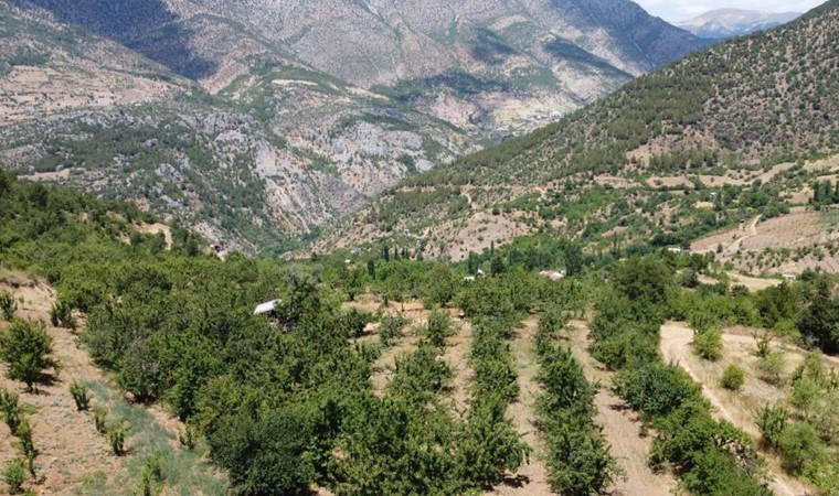 Saimbeyli zirvesinden tek tek toplanıyor: Dalında 10 TL, markette 170 TL...