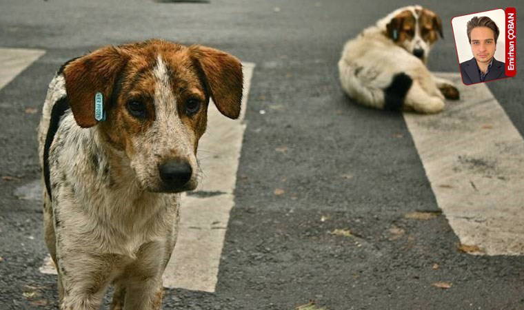 Sokak hayvanlarının öldürülmesine karşı bir proje de Mamak’tan: 'Yaşatmayı seçiyoruz'