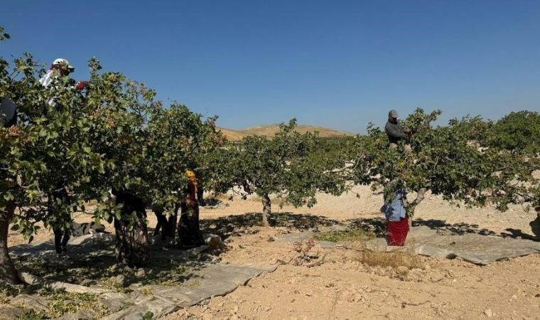 Şanlıurfa'da 'yeşil altın' hasadı başladı: Tarlada 200 TL'ye satılıyor