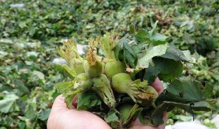 Ordu’da fındık hasadı başladı: 202 bin 41 ton rekolte bekleniyor