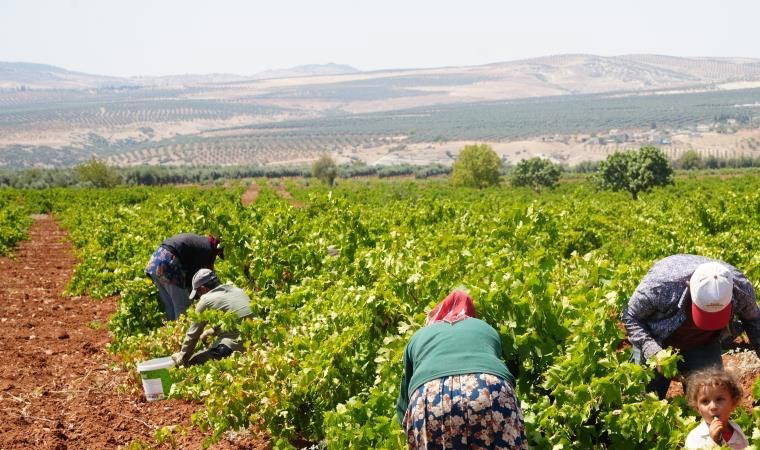 Sınırın sıfır noktasında hasat başladı: Tarlada 16, markette 40 TL