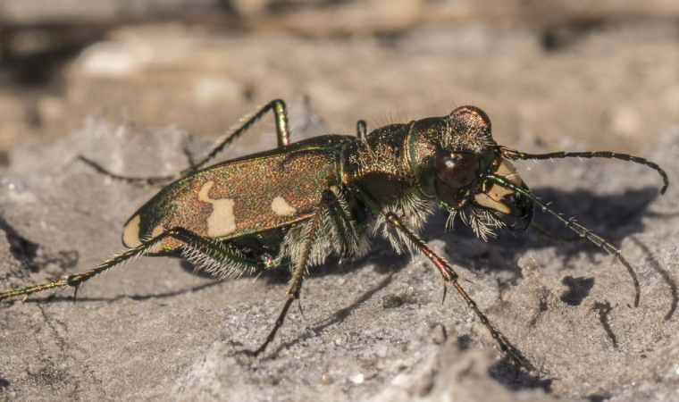 Böceklerin Usain Bolt’u