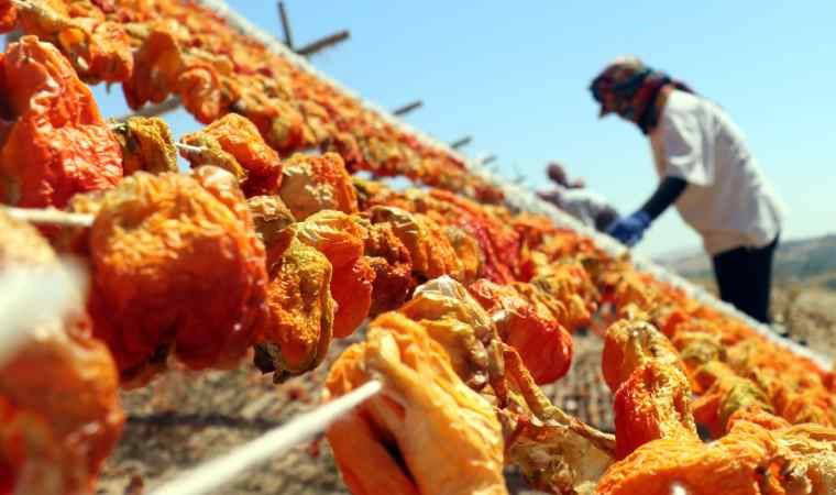 Kurutmalık sezonunda Gaziantep'in yükseklerinde renk cümbüşü