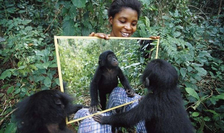 Aynada kendilerini tanıyabilen hayvanlar hangileri?