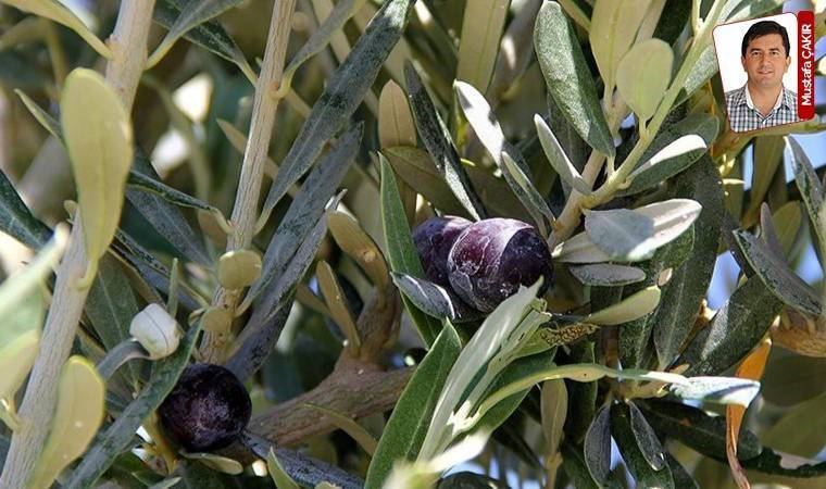 İhracatta kısıtlama üreticiyi vuracak