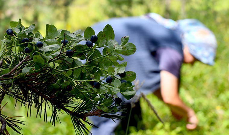 Sarıçam Ormanları'nda kendiliğinden yetişiyor: Antioksidan deposu!