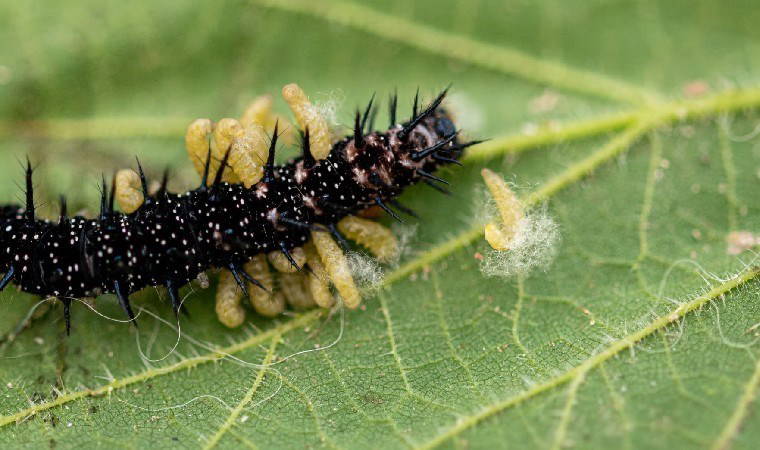 'Minik eşek arıları göreve hazır...'