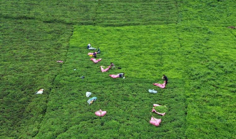 ÇAYKUR üçüncü sürgün yaş çay alımlarına başladı