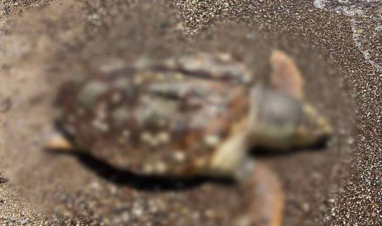 Datça'da sahilde ölü caretta caretta bulundu