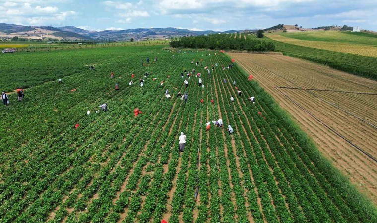Fiyatlar üreticiyi zor duruma soktu