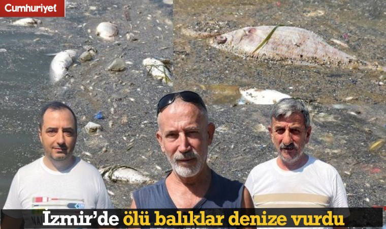 İzmir'de ölü balıklar kıyıya vurdu