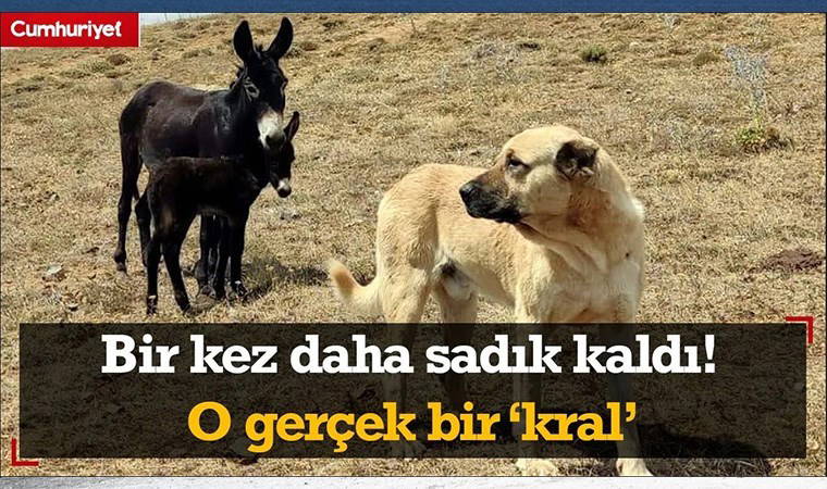 Bir kez daha krallığını yaptı ve yine sadık kaldı! O gerçek bir 'kral'