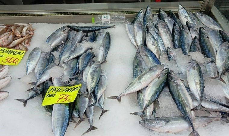 Palamut bolluğu yüzleri güldürdü: Tanesi 75 TL