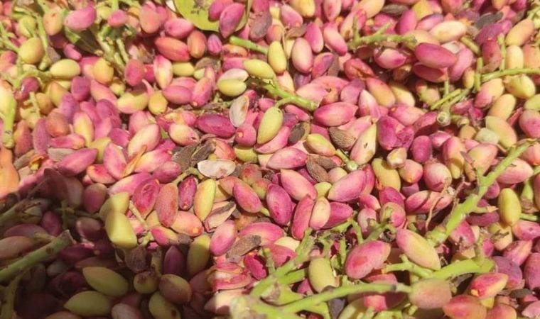Mersin’de fıstık hasadı başladı: Tarlada kilosu 62 TL olarak belirlendi