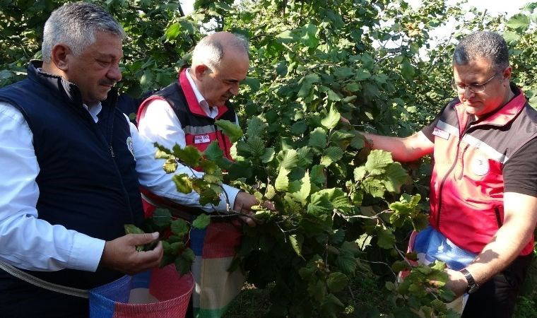 Yeşil altında hasat başladı: 202 bin 41 ton üretim bekleniyor