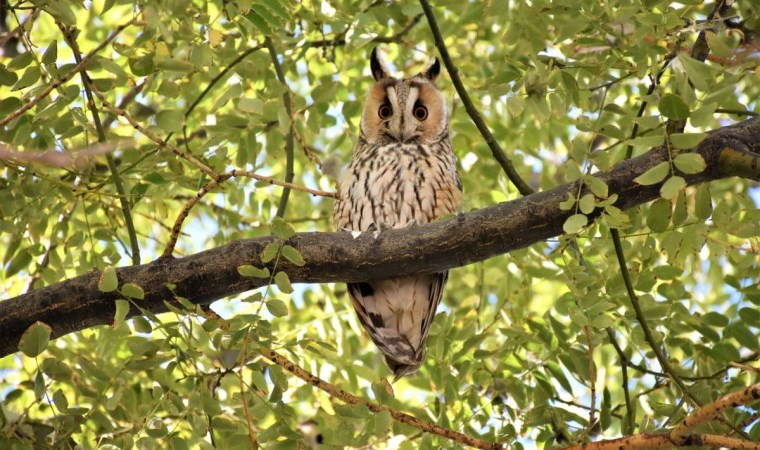 Van'da tedavileri tamamlanan kuşlar doğal yaşam alanlarına bırakıldı