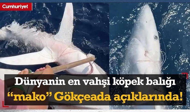 Gökçeada açıklarında 'mako' cinsi vahşi mavi köpek balığı bulundu!