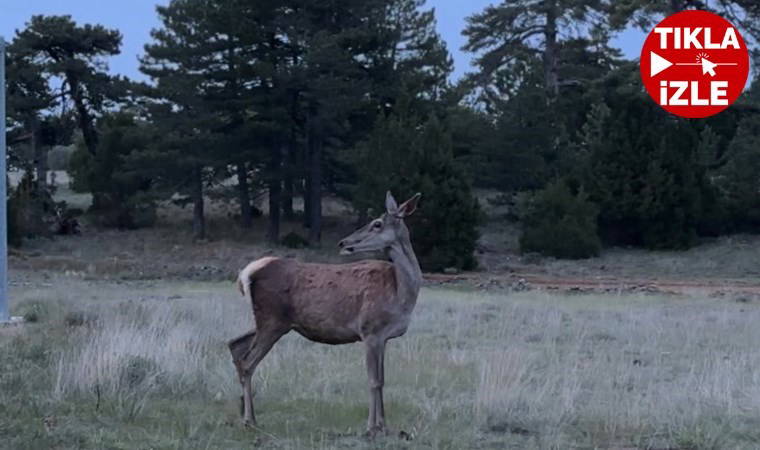 Salda Gölü çevresinde kızıl geyik yavrusu görüldü