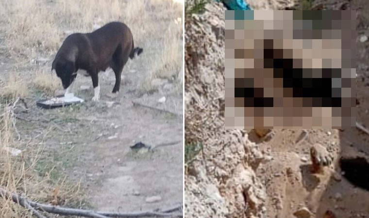 AKP’li Niğde Belediyesi köpekleri ‘uyutarak’ toplu mezarlara gömdü iddiası