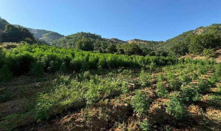 Diyarbakır'da 1 milyon 635 bin kök kenevir ile 190 bin kök skunk bitkisi ele geçirildi