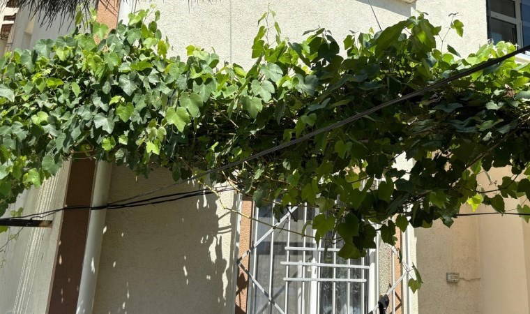 4. kattan düşen 1 yaşındaki Sahra'nın hayatını üzüm asması kurtardı