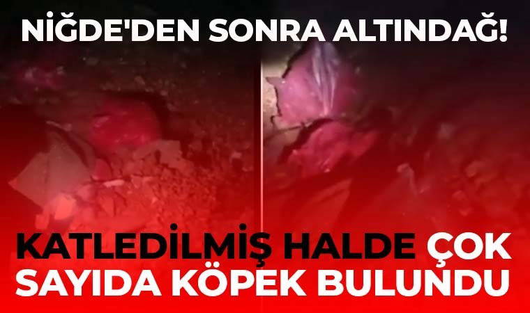 Niğde'den sonra Altındağ'da da köpekler öldürüldü: 'Binlerce köpek öldürülmüş'