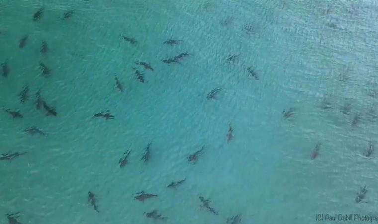 Brezilya açıklarındaki köpekbalıklarının uyuşturucu testleri pozitif çıktı