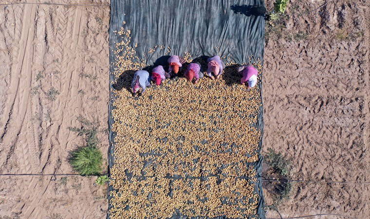 Dalında kuruyor, dünyanın dört bir yanına gönderiliyor! Hasat mesaisi erken başladı....