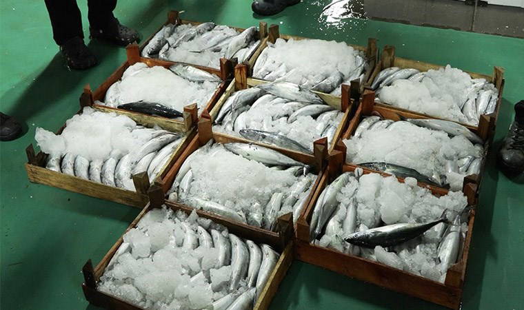 Gürpınar Balık Hali'nde yeni av sezonunun ilk mezatları yapıldı