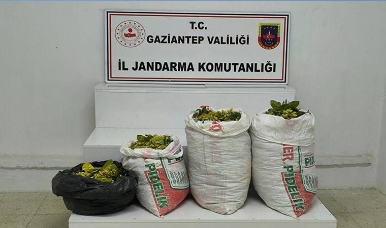 Fıstık hırsızlığı şüphelisi 2 şahıs tutuklandı