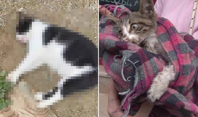 Kadıköy’de hayvan katliamı: 25 kedi ve köpeği zehirlemişler!