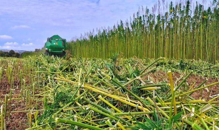Samsun'un yeşil altınında hasat başladı: Özel izin ile yetiştiriliyor