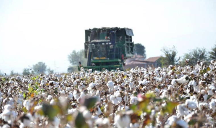 Pamuk hasadı sıkıntılarla başlıyor