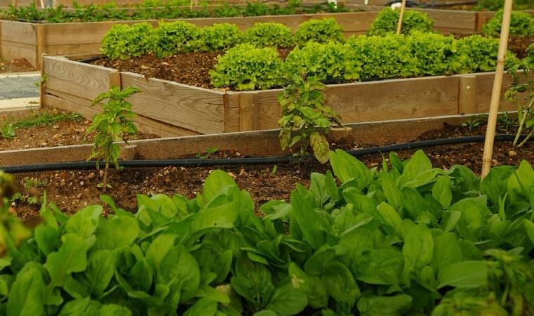 Ataşehir'de kent bostanı kuruluyor: 'Kendin yetiştir, kendin tüket'