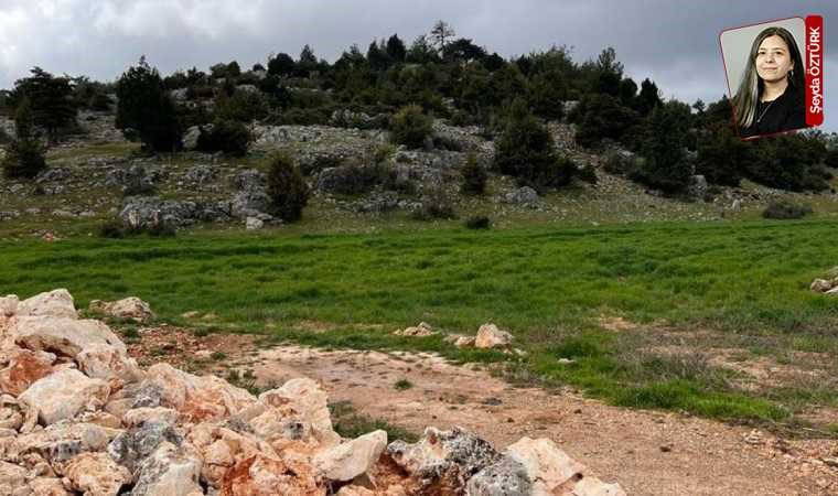 Yine ağaçlar kesilecek