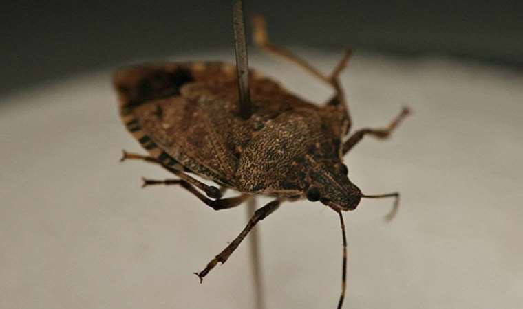 Konu: 'kahverengi kokarca böceği'!