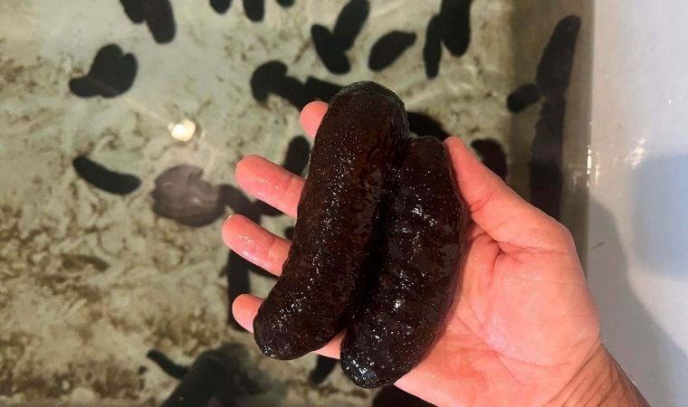 Uzmanından açıklama: 'Deniz patlıcanı körfezdeki kirliliği azaltacak en etkili canlı'