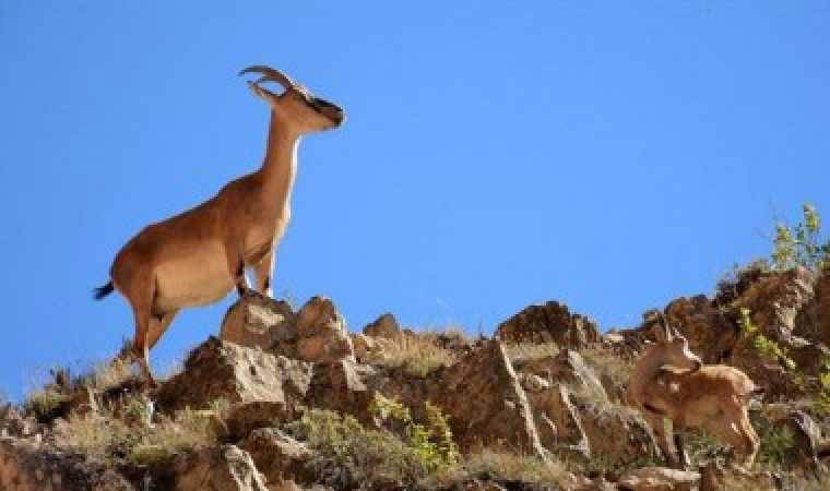 'Devletin bu kanlı paraya ihtiyacı mı var?'