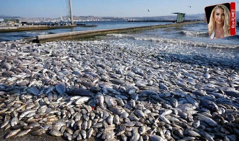 İzmir Körfezi nasıl kurtulacak?