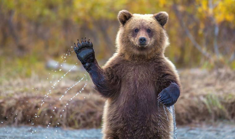 Ayılara cips verip, selfie çektiler