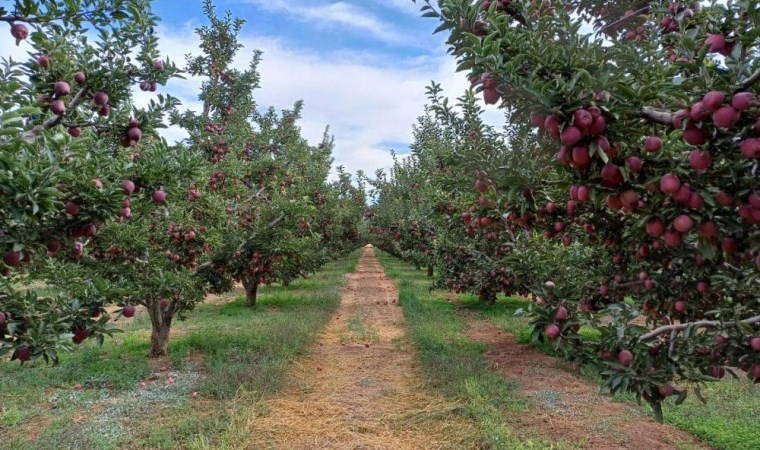 Konya'nın üretim merkezinde hasat devam ediyor!