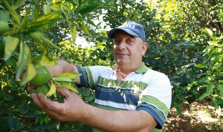 İşçi bulamayan bahçe sahibi 10 dönümlük bahçesinde hasada tek başına başladı! Tarlada 20 TL'den satılıyor...