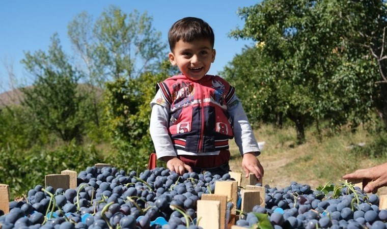 Erzincan'da hasat başladı: Demir deposu...