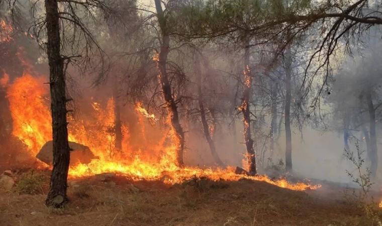 Trakya'da yangınlardan zarar gören orman alanı bu yıl yaklaşık 5 kat arttı