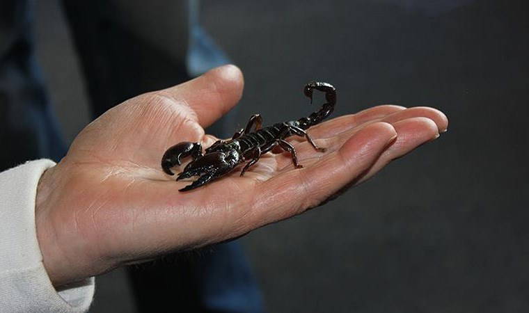 Şanlıurfa'da canlı akrep toplayan kişiye 387 bin lira para cezası kesildi