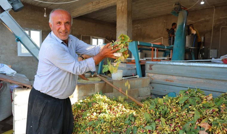 Baklavanın olmazsa olmazı! Hasadı Kahramanmaraş'ta başladı: Tarlada 200 TL'den satılıyor....