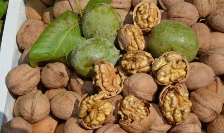 ’Yeşil Altın’ rekoltede üreticilerin yüzünü güldürdü