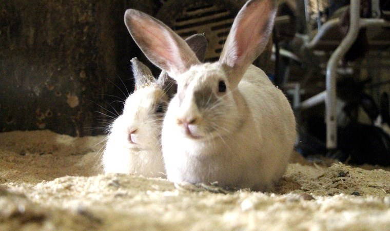 'Tavşan ateşi' vakaları son yıllarda yüzde 50'den fazla arttı